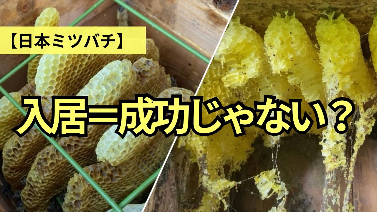 Japanese Honey Bees] Can you really keep bees hands-off? - YouTube
