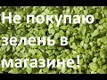 Не покупаю зелень в магазине. Микрозелень дома. Наборы для выращивания. microgreens