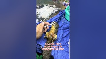 Sáng thứ 3 trị Sóc Bông bị Liệt - Trương Tuấn Sóc Cảnh