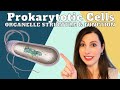 Prokaryotic Cells Versus Eukaryotic Cells: Key Differences and Structures