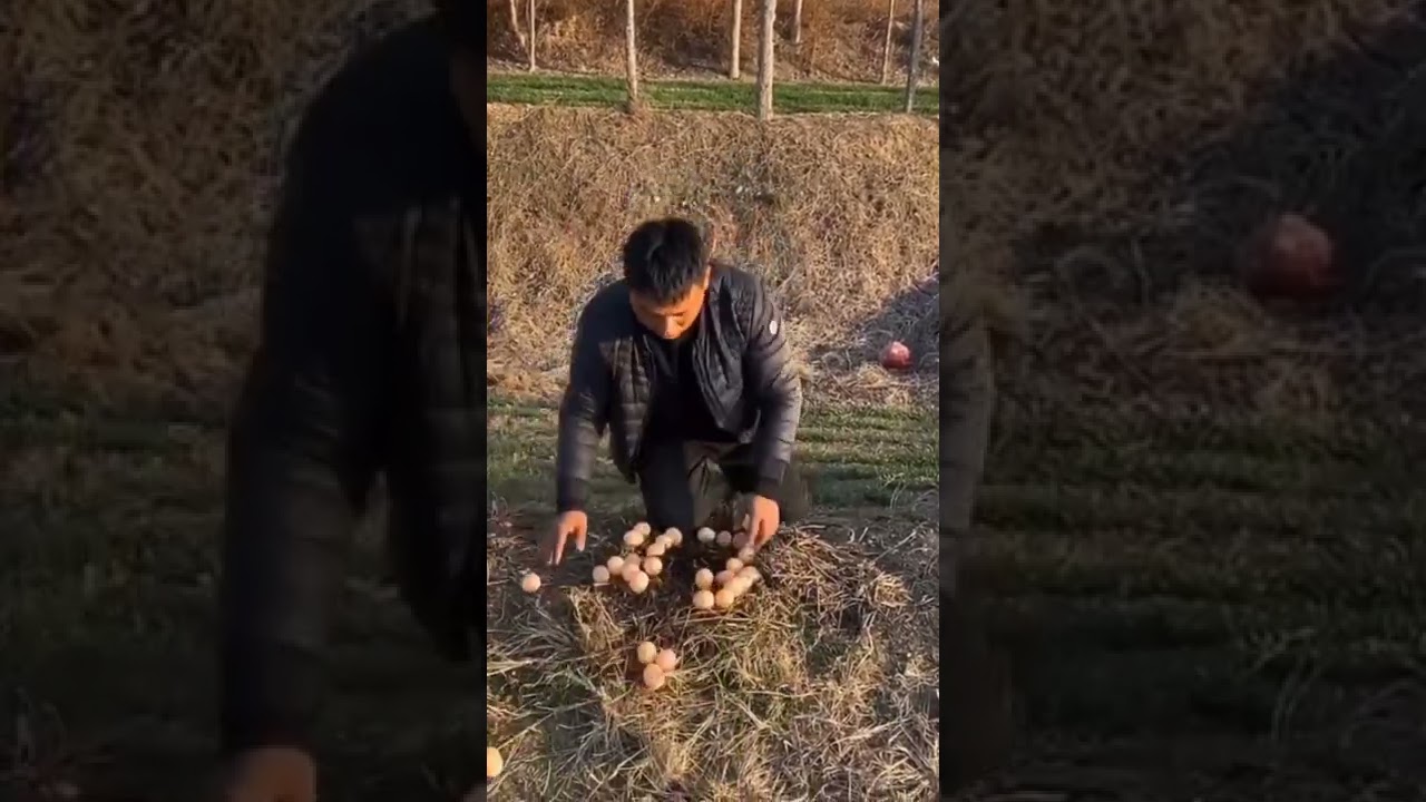 The peacock mother save her eggs by man