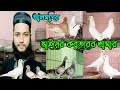 আলমগির ভাইয়ের নতুন কিছু কালেকসন, কম দামে ভালো যাতের কবুতর কিনুন,
