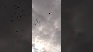 николаевские голуби тренировка