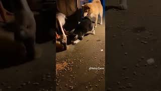 The power of a weasel's fart is actually so great.