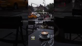 من بعدك الشوق انزرع فيني عبدالله ال مخلص    تصميم شيلات سمعها