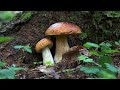 Білі гриби ростуть групами.Білі гриби ПРИКАРПАТТЯ 13.07.2021