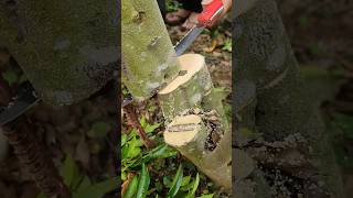 A Kyara Agarwood Tree, Cultivated For Over 5 Years, Yielding High-Quality Resin.