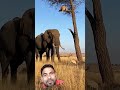Nitesh Kumar official elephant and tenduaa attack