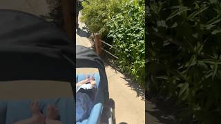 Pygmy hippos At the zoo
