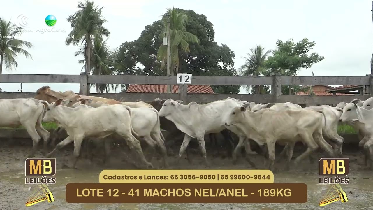 LOTE 12 - 536° Leilão Virtual