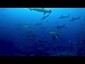 Mikomoto Hammerhead Shark River(2024/07/15)