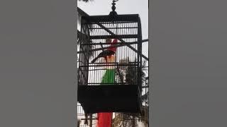 Kacer isian rambatan