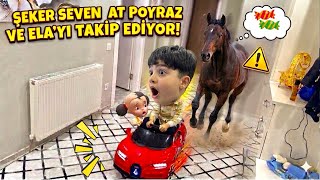 YARAMAZ AT POYRAZI YAKALAMAYA ÇALIŞIYOR ! ELA YARDIM ET