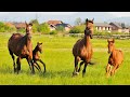 4K Video Ultra HD Relaxing Music - Horses Footage - Beautiful Relaxing Music