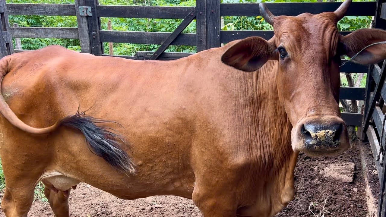 Vaca SINDI a venda, será que eu comprei ? 
