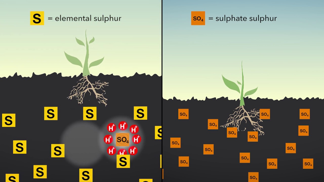 Kali Academy: Which Form Of Sulphur Do Plants Absorb?