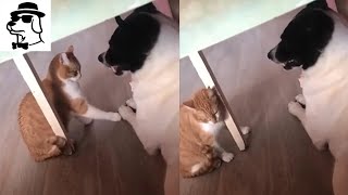 Not Allowed to Touch Him even Once | Funny Dog & Cat by PTB My Pet 10 views 3 years ago 1 minute, 16 seconds