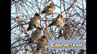 Свиристели 2/ waxwings