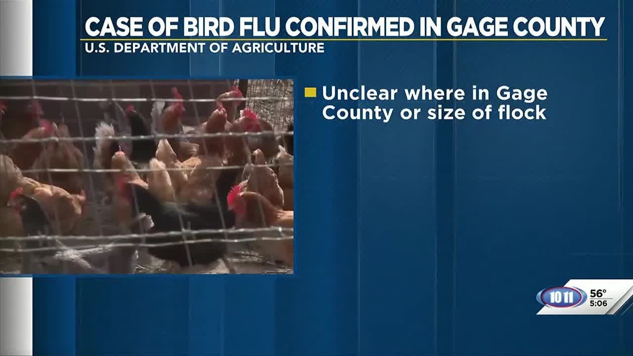 Case of bird flu confirmed in Gage County - YouTube
