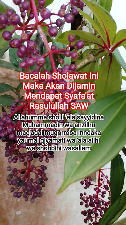Reciting Sholawat to Receive Intercession #practice #sholawat #rasulullah #quotes #shortvideos
