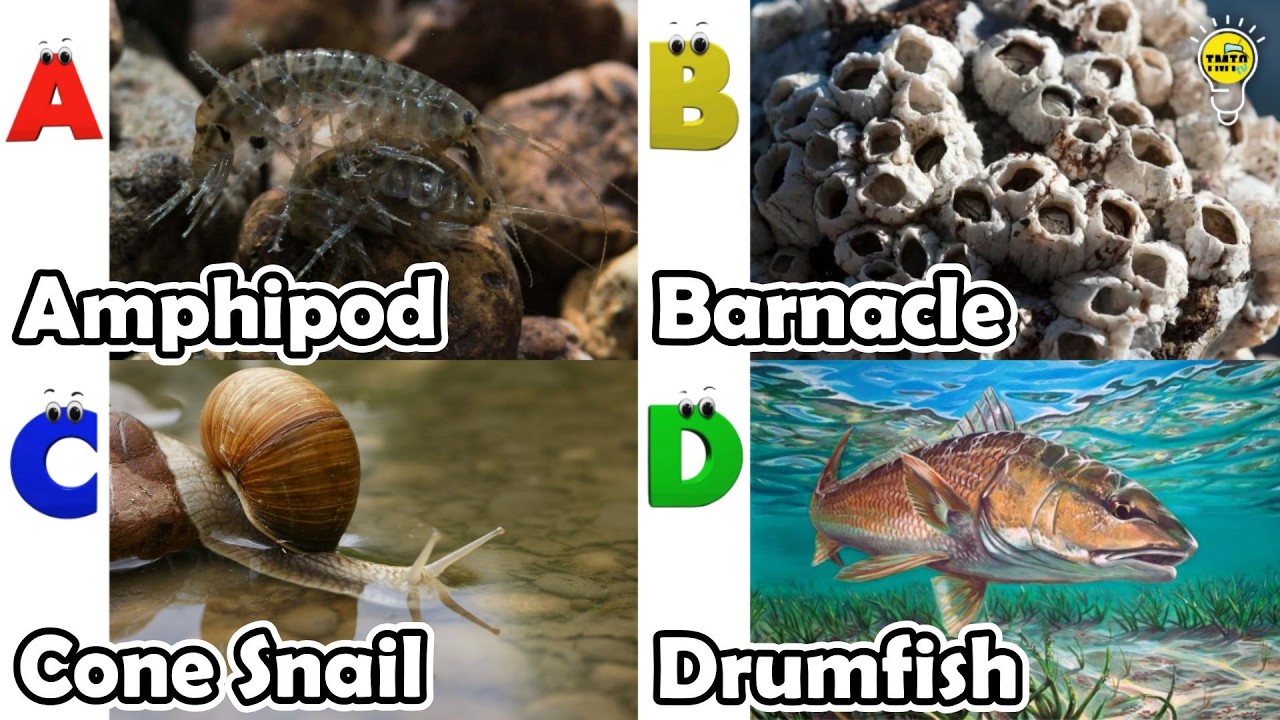 Amazing sea animals | ABC Sea Animals song | English and Animals for Kids #amphipod