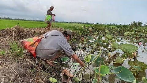 THẢ CÂU TRAI GIỮA CÁCH ĐỒNG HOA SEN - VÀ CẤM CÂU ẾCH | ATĐQ - 22