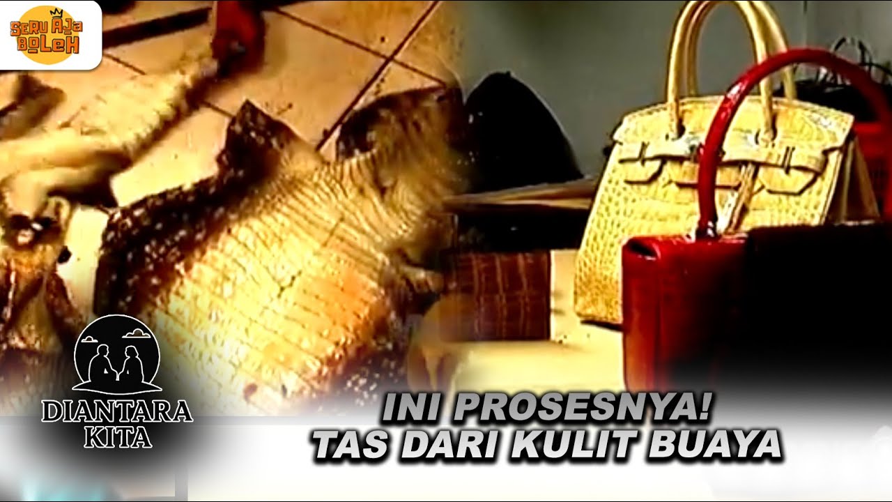INI PROSESNYA! TAS DARI KULIT BUAYA | DIANTARA KITA