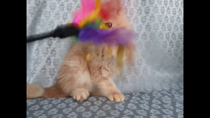 Watch the video about Napocats.ro | Napocats Cappuccino - Exotic Shorthair girl