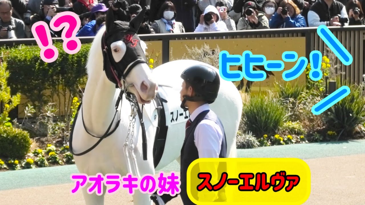 ヒヒーンと鳴いた仔を気にするスノーエルヴァ