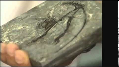 Worlds OLDEST primate fossil is found in China dating back 55 MILLION YEARS