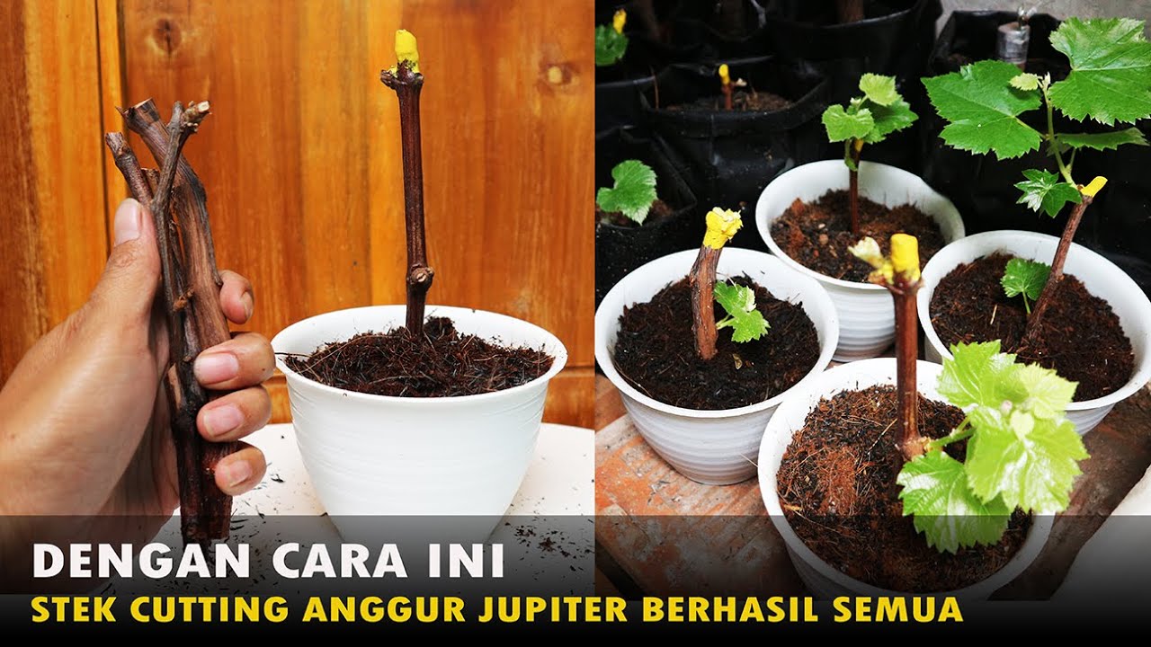 Anggur Jupiter 01 Cara Stek Cutting Semai Batang Bibit Ownroot