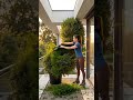 Simple garden