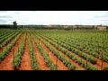 Mbegu Ya Hybrid Nyanya Imekubali Shambani Mbegu Ya Hybrid Nyanya Imekubali Shambani
