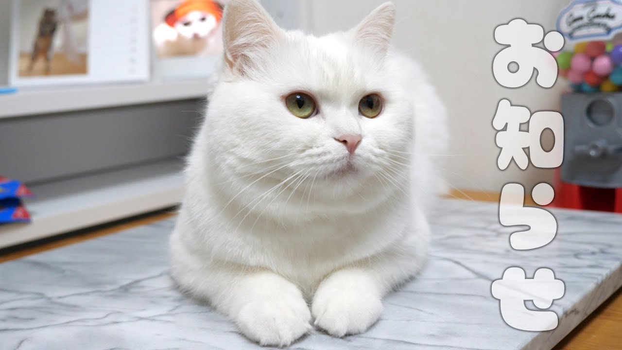 ENG) We've been keeping it a secret, but we've created a sub