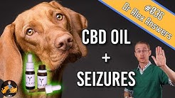 CBD Oil and Seizures in Dogs (the best treatment?) - Dog Health Vet Advice
