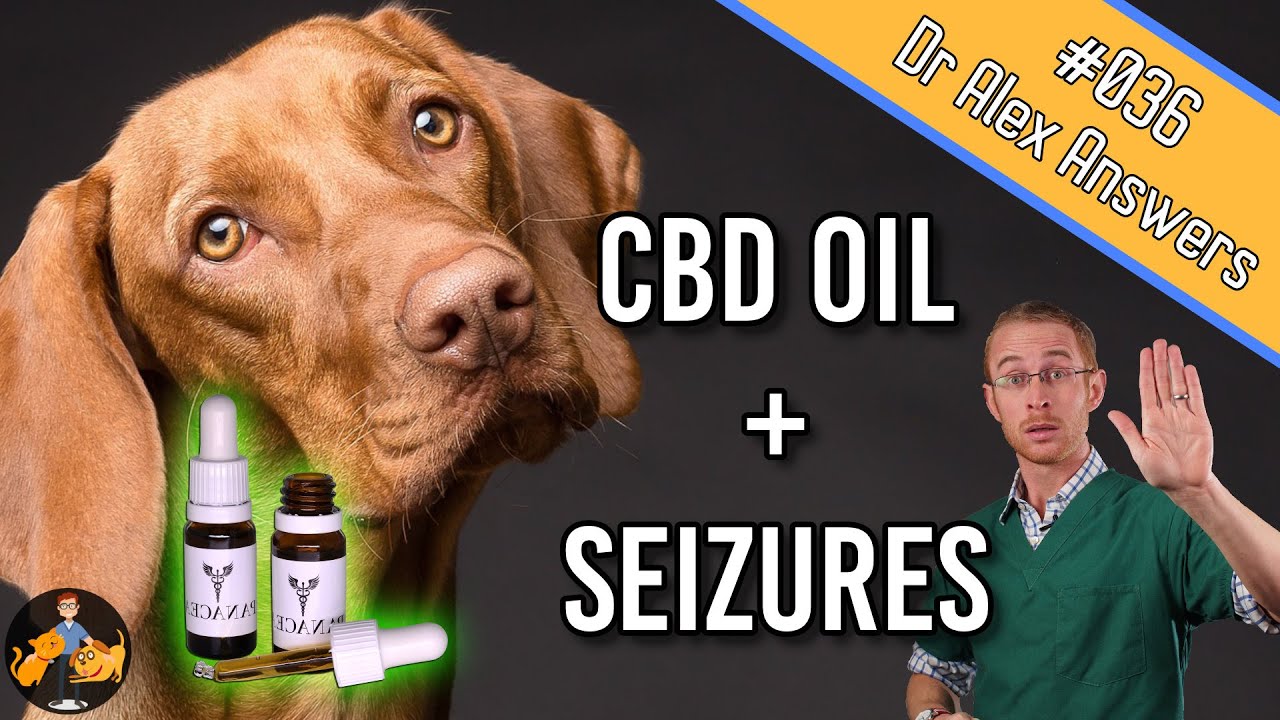 Can Cbd Help With Dog Seizures?