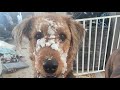 Airedale Terrier running along ATV in the snow