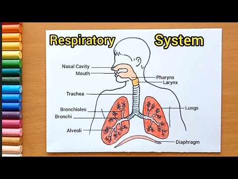 Respiratory system - Wikipedia