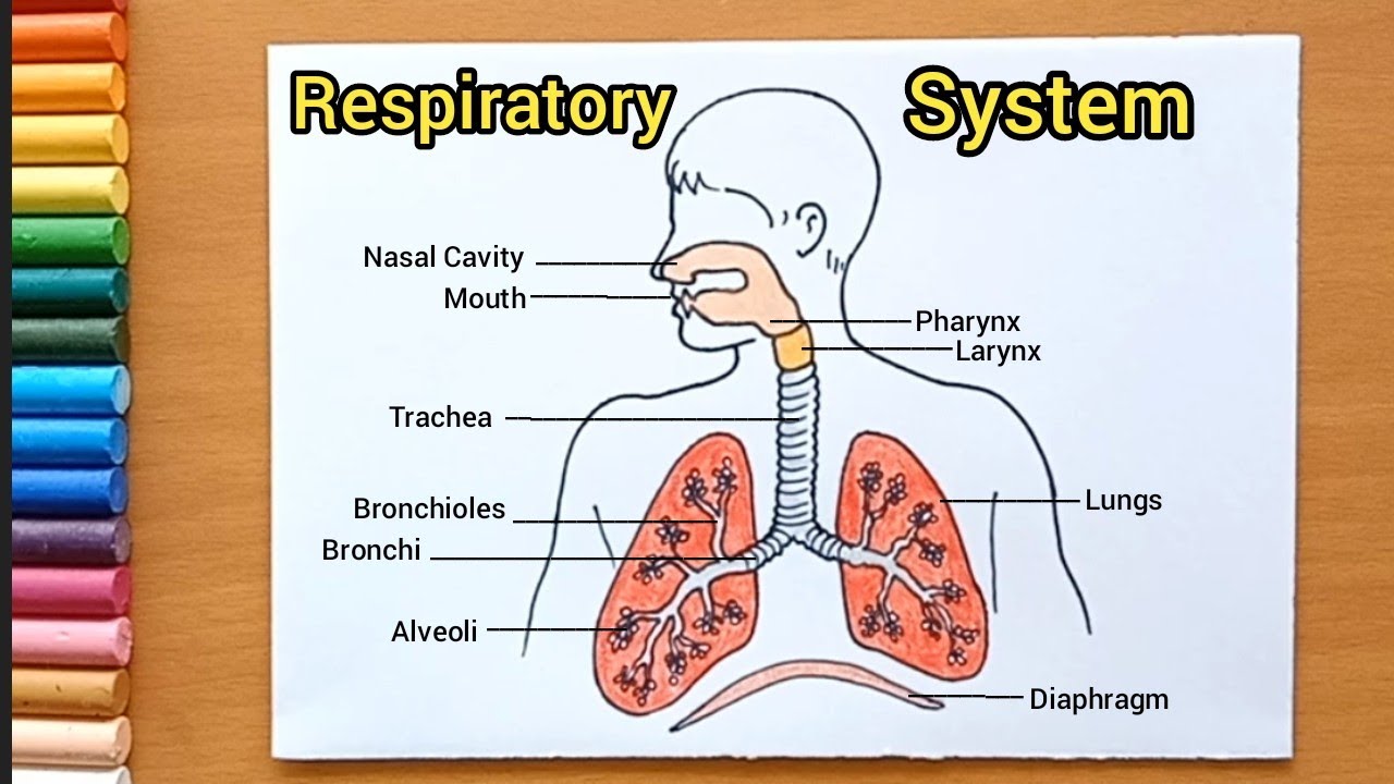 Easy Respiratory System Diagram Drawing How To Drawing Respiratory
