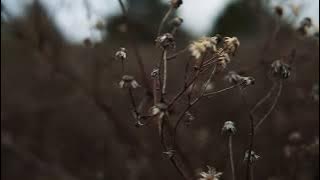 Story wa - Better Days