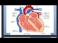 ELIMU YA MARADHI YA MOYO (CARDIOVASCULAR DISEASE)