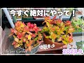 【#340】冬に向けて火祭りを可愛く仕立てます❣️【ガーデニング】