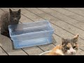 Kitty City is live! Enjoy dinner and Stay Warm 12132025