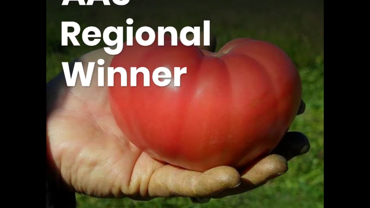 Beefsteak Tomato Mountain Rouge AAS Winner YouTube
