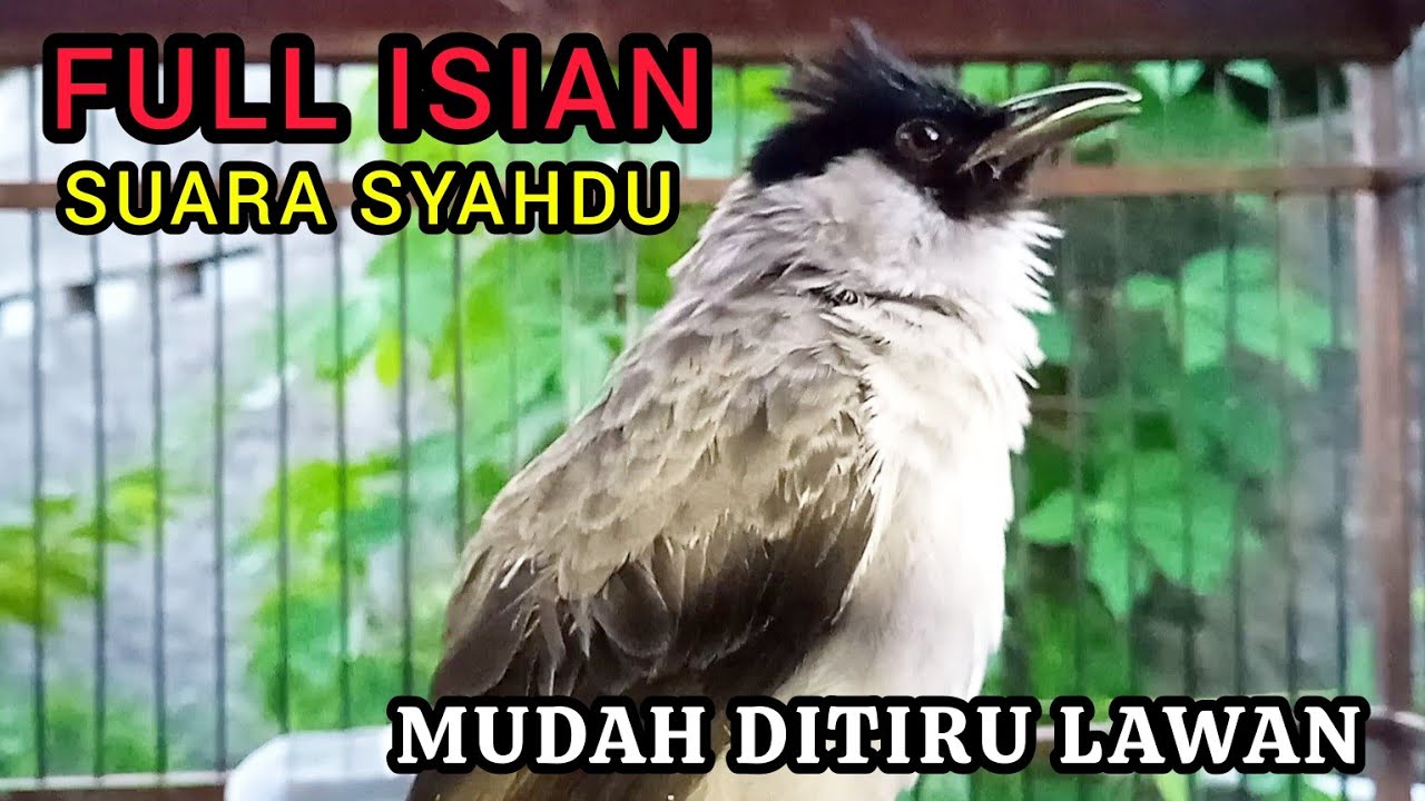 KUTILANG GACOR FULL ISIAN PALING MUDAH DITIRU KUTILANG LAIN