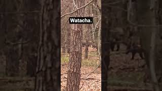 Watacha .Jeszcze młode.