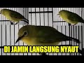 Suara Pleci Betina Untuk Memancing Emosi Pleci Jantan Agar Buka Paruh Mp3 - Mp4 Download