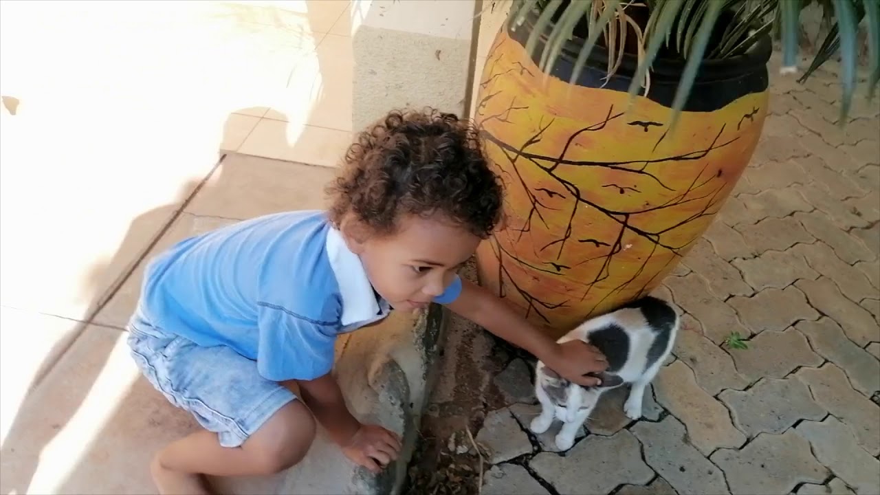 Chasing BAD CATS and finding CUTE KITTENS YouTube