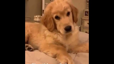 Thumbnail of play this sound to your dog and see their reaction #funnypetvideos #petlovers #goldenretriever