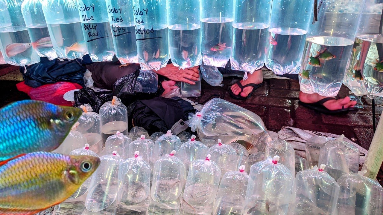 REVIEW IKAN RAINBOW SSB.. SUMATERA BALON SLAYER. STOK TERBATAS JANGAN SAMPAI KE HABISAN 